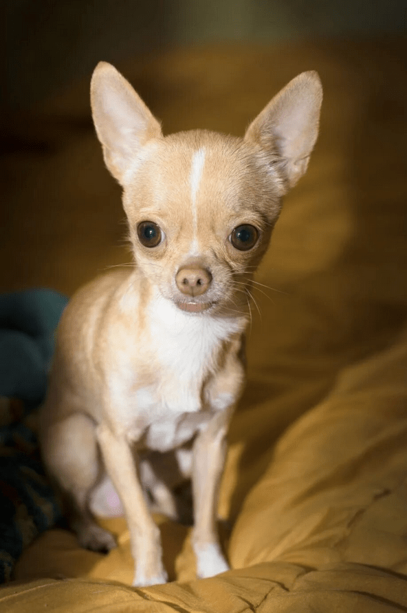 Screenshot 2024-11-21 at 17-05-15 i (JPEG Image 920 × 1381 pixels) — Scaled (51%)